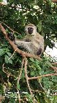 Black-faced Vervet Monkey