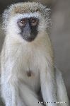 Black-faced Vervet Monkey