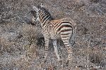 Common Zebra.