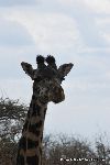 Masai Giraffe.