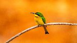 Cinnamon-chested Bee-eater.