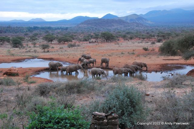 Printable Version of Elephants at watering hole - 20220719_070636_001