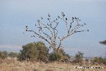 Birds perching on leafless tree