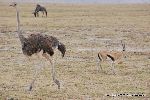 Wildebeest, Common Femaile Ostrich Thomsons Gazelle