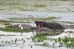 Hippopotamus and Yellow-billed Egrets