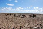 Masai herding cattle