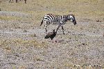 White headed Vulture and Zebra