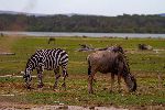 Common Zebra and Wildebeest