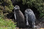 Penguins at Port Stanldy