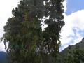 PC070038