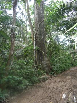 PC090039