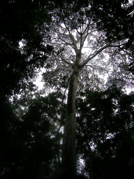 PC090040