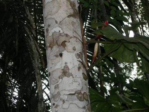 PC090046