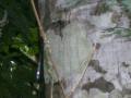 PC090034