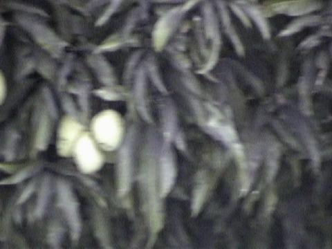 DSC00084