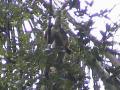 DSC00042
