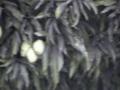 DSC00084