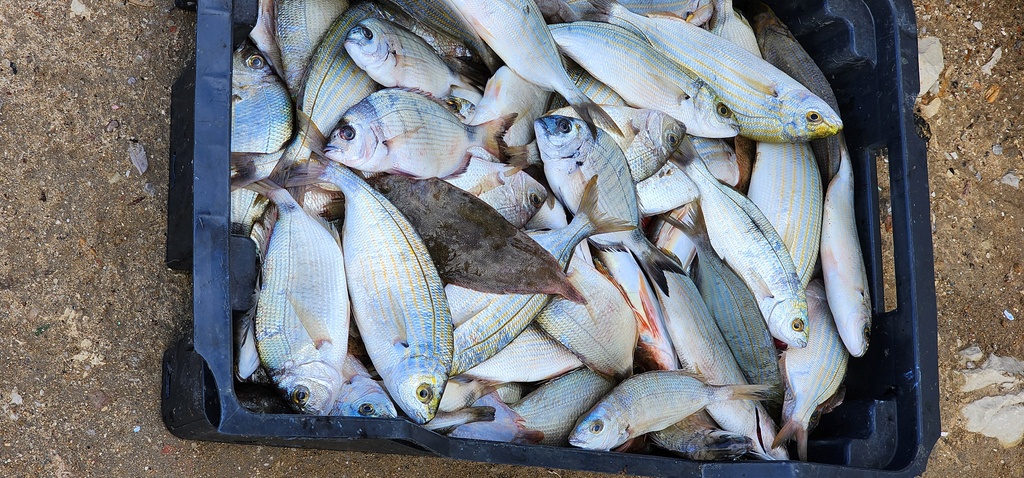 Fisherman's Catch at the Punic Ports of Carthage.
