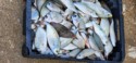 Fisherman's Catch at the Punic Ports of Carthage.