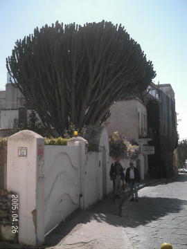 Cactus Tree?