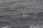 Bird and the Sea