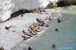 Sea Lions 2