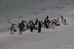 Penguins