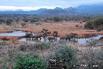 Elephants at watering hole