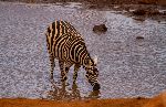 Common Zebra