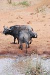 Cape Buffalo