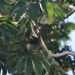 Monkey in a Tree